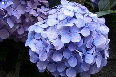 夏天什么花绽放（夏日花海、清香四溢、盛开的花朵）