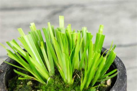 菖蒲可以水培吗，适宜水培的特点、菖蒲是否适合水培