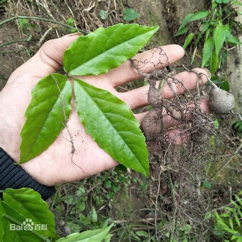 金线吊葫芦怎么吃效果最好，适量使用／煎服服用／配合其他药材