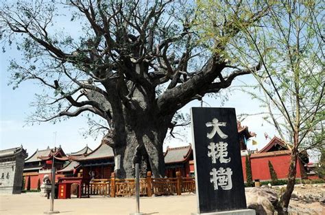 大槐树移民发生在什么时候，起因／过程／影响