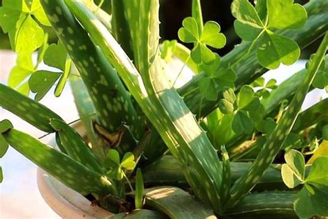 吸尘最厉害的植物，特点、清洁空气、养护方法