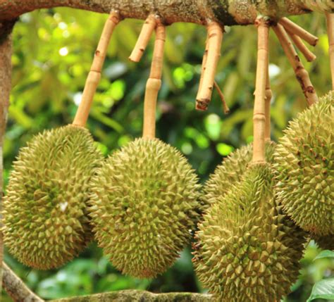 榴莲成熟的季节是几月（成熟季节、保存和储存、好处和注意事项）