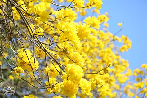 <strong>黄花风铃木什么时候开花，生长环境、开花季节、花朵特点</strong>