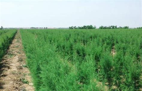 盐碱地能种植的树木（盐碱地适应性较强的、对盐碱地的改良作用）