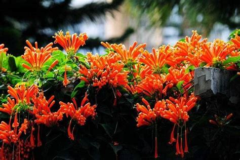 炮仗花几年才会开花，生长过程、休眠期、绽放