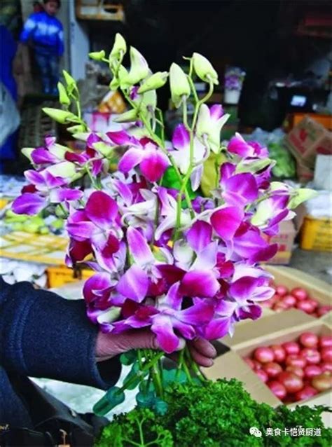 47种最常用的摆盘花草，绿萝／吊兰／仙人掌