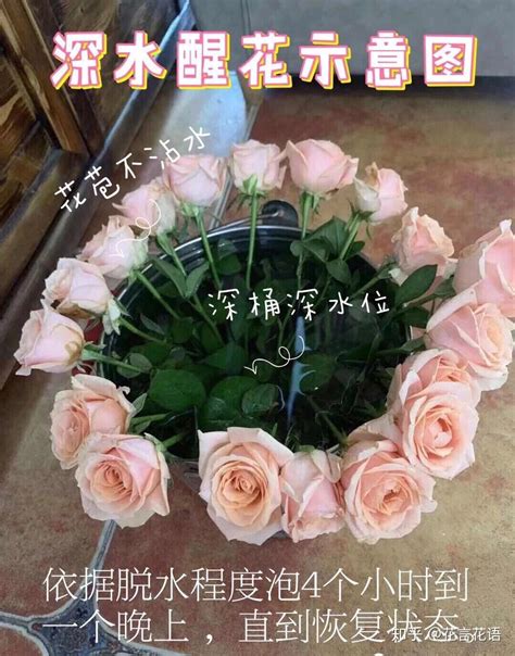 鲜花买回来怎么醒花，浸泡法／剪切法／喷水法