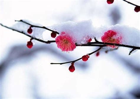 十二个月花的顺序顺口溜，正月花开、二月梅花、三月桃花