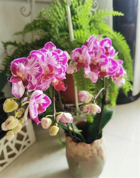 蝴蝶兰开完花后明年还会开吗（蝴蝶兰的生长周期）