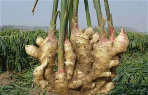 生姜种植用什么肥料最好