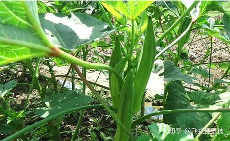 秋葵种植时间及技术要点，种植时间／技术要点／小结