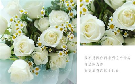 白玫瑰代表什么（象征意义、使用场合、传说故事）