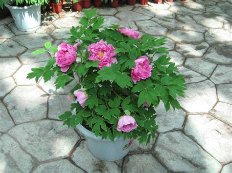 牡丹花在哪里生长（环境、特点、栽培技巧）