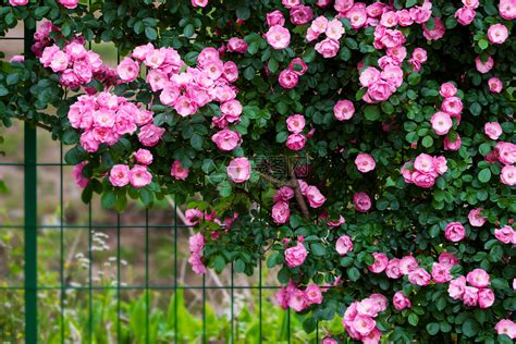 蔷薇在什么季节开花，春季开花、夏季开花、其他季节