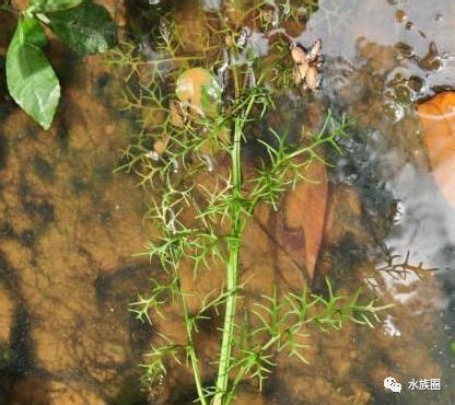 养殖草鱼专用水草（水芹、水葱、水藻）