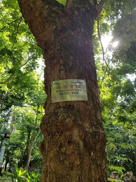 黄花梨木是什么树，概况、生长环境、用途