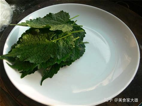 新鲜藿香叶如何食用（煮汤、炖肉、炒菜）