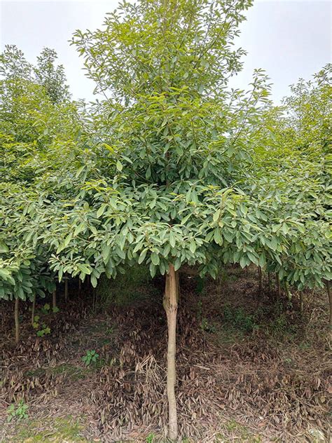 金丝楠木多少钱一吨，价格因素／市场行情／金丝楠木的优势