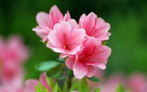 南方的花树有哪些，莲花、樱花、杜鹃花