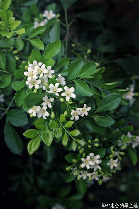 七里香开花时间，开花时间、花朵特点、花期管理