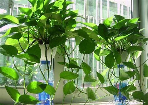 适合长期放卫生间养的植物（绿萝、常春藤、吊兰）