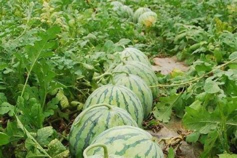露天西瓜种植技术（土壤准备／种子选择和播种／管理与病虫害防治）