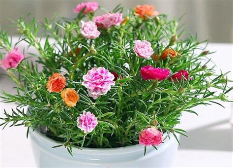 <strong>太阳花什么季节开花（生长环境、春季开花、夏季开花）</strong>