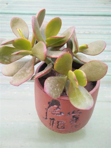 黄金花月的养殖方法和注意事项（土壤和环境／浇水和施肥）