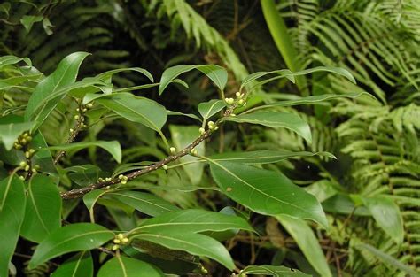 樟科植物的主要特征，树形特征、叶片特征、花果特征