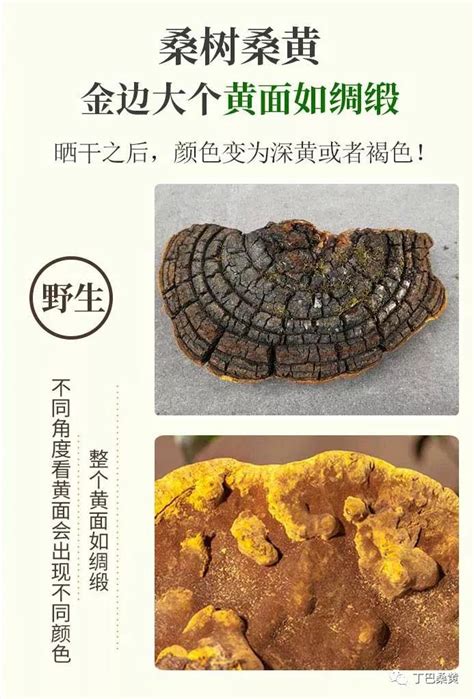 杂树上的桑黄可以吃吗（外观与特点、食用价值、注意事项）
