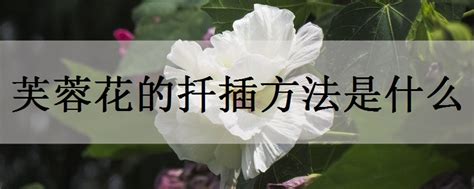 芙蓉花怎样扦插，准备工作、扦插过程、养护管理