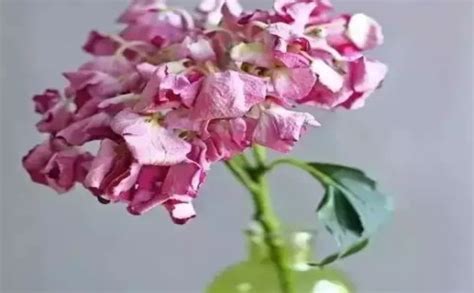 绣球花水养一天就蔫了（水质不合适、缺水、温度过高）