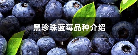 黑珍珠蓝莓品种介绍（果实特点／栽培要点／食用价值）