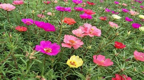 <strong>太阳花几点开花（生长过程／开花时间／意义和用途）</strong>