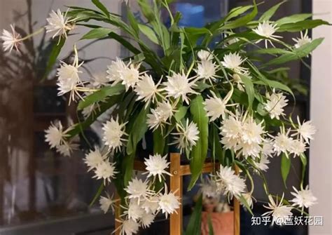 大叶昙花和小叶昙花哪个好，花朵形态、生长环境、养殖难度