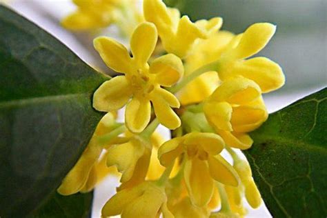 什么桂花最香花期最长，品种介绍／花期延长的原因／香气浓郁的原因