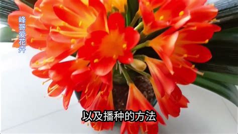 君子兰怎样繁殖（种子繁殖／分株繁殖／叶插繁殖）