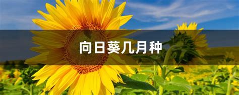 向日葵几月份种，适宜种植的月份、种植的方法、日常护理