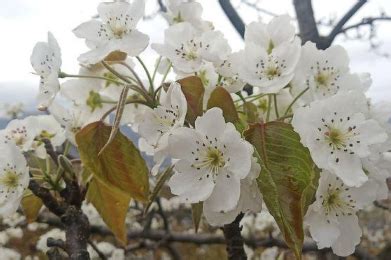 梨花的特点和外形特征（特点、外形特征、其他特点）