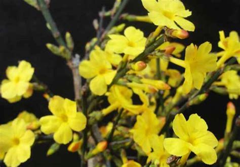 迎春花一共有多少种颜色（白色、粉色、红色）
