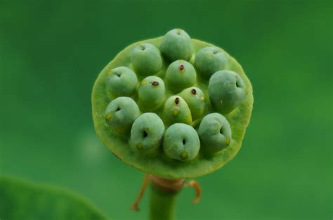 你还知道哪些植物传播种子的方法，风传播／动物传播／水传播