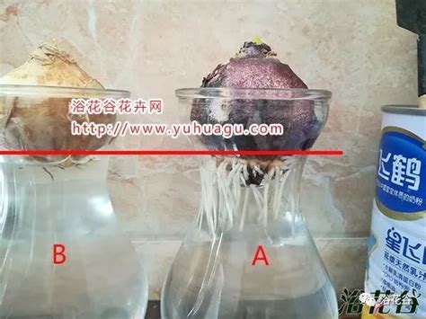 水培植物水位多少合适（过高／过低／合适的）