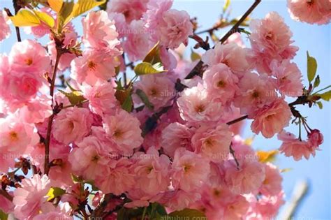 樱桃是先开花后长叶的植物，生长环境、花开叶长的生物学机制
