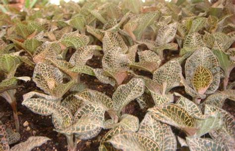 金线莲怎样种植和养护（种植、光照、水分）