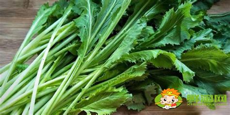 雪里红蔬菜长什么样子，外观特点／口感特点／营养价值