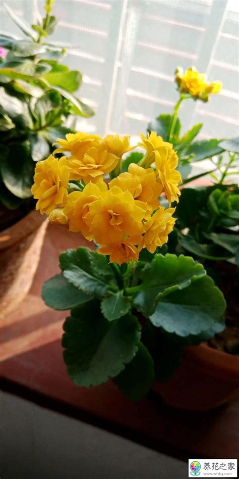 长寿花刚买回来怎么养（选择合适的养护环境／适当浇水／施肥和修剪）