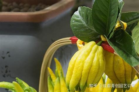 金佛手的养殖方法和注意事项，光照和温度、水分和湿度、肥料和疏剪