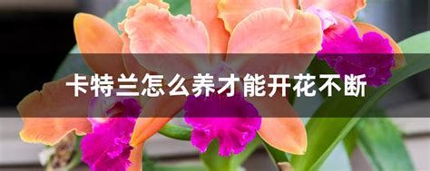 卡特兰怎么养才能开花不断，适宜的光照／合适的温度