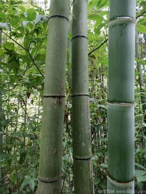竹子喜欢什么肥料（有机肥料／矿质肥料／生物肥料）