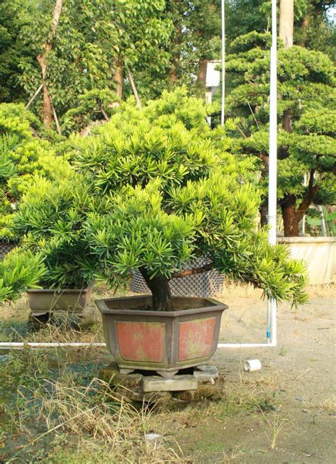 罗汉松一般多少钱，品种与价格、尺寸与价格、购买渠道